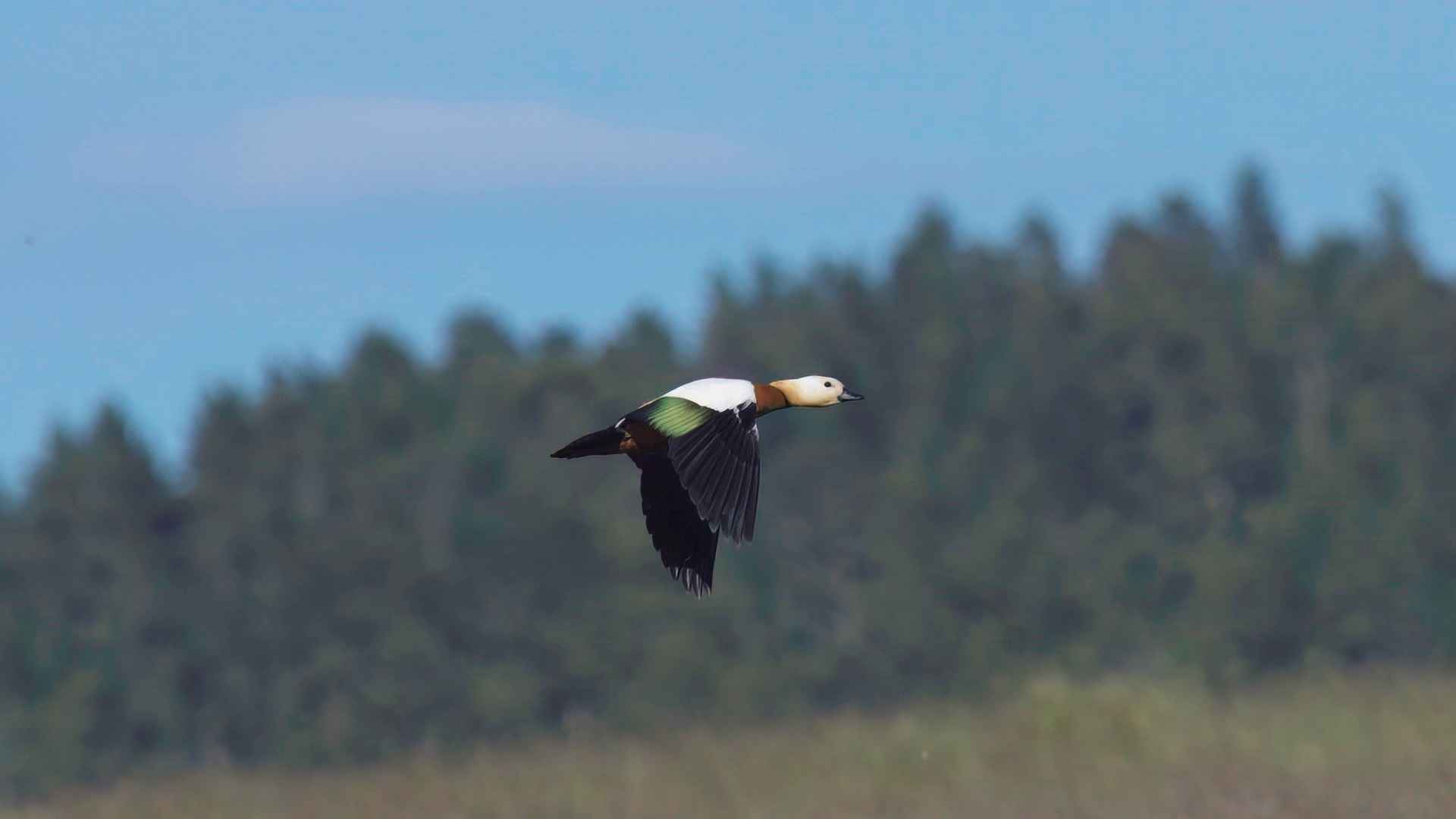 Ruddy Shelduck